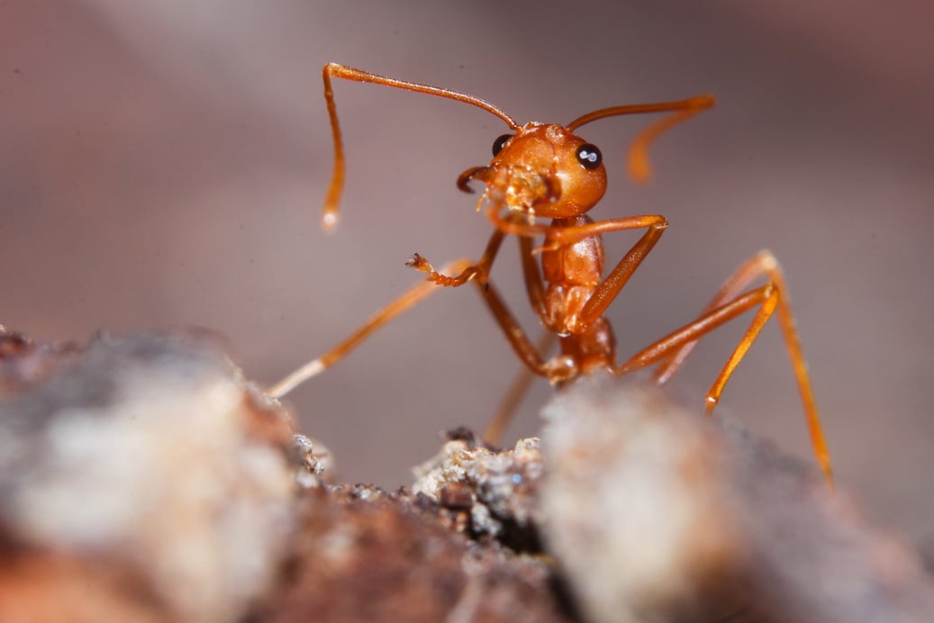 Red fire ant